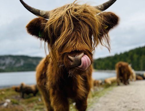 Ulike måter å drive gård og dyrehold på – samme mål!